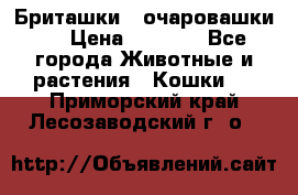 Бриташки - очаровашки.  › Цена ­ 3 000 - Все города Животные и растения » Кошки   . Приморский край,Лесозаводский г. о. 